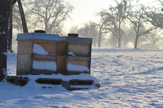 Bienenschutzinitiative Deutschland summt! bietet ab 2024 Club